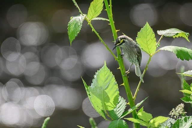 四川单招好久录取啊