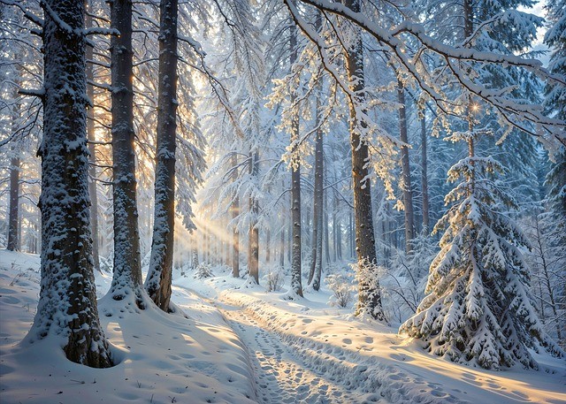 2026单招最新规定四川