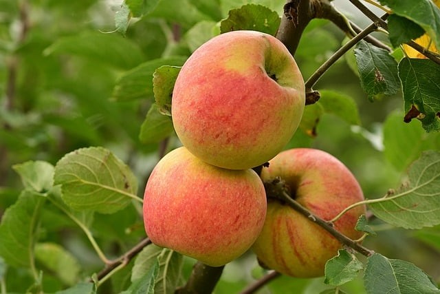 成都市金沙职业技术学校招生对象 成都市金沙职业技术学校招生对象