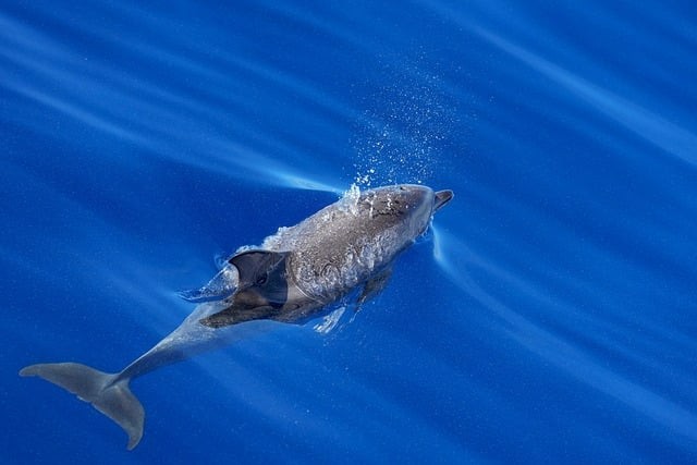 四川单招民办新媒体学校