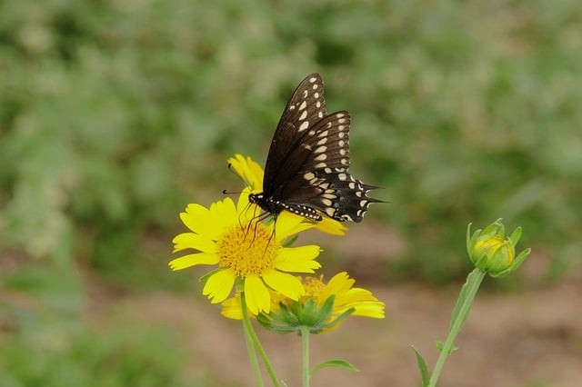 四川单招政策解析指南
