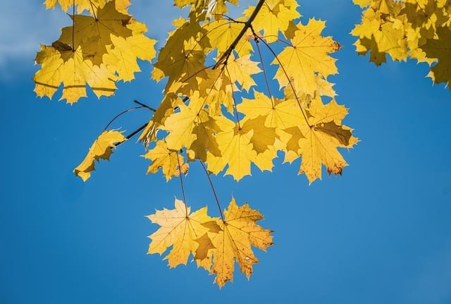 四川省师范大学实验外国语学校办学特色