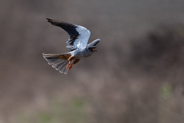四川单招怎么看计划