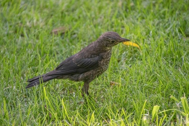 四川单招各校排名