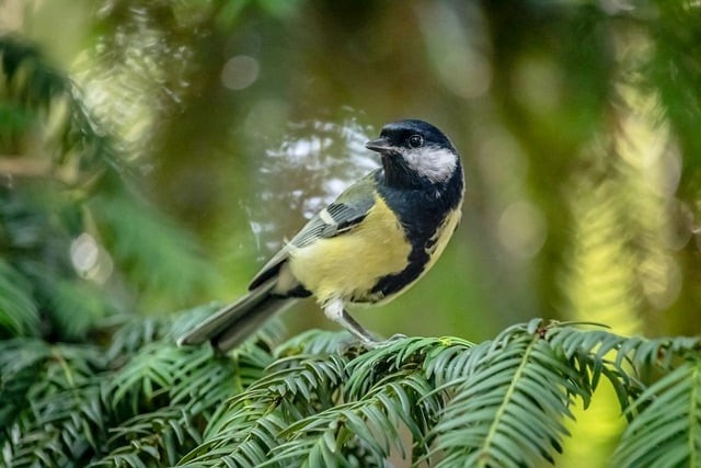 四川单招怎么查询地址
