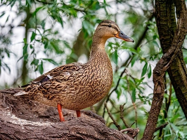 单招几月考试四川考生 单招几月考试四川考生