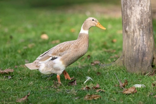 四川单招开考成绩查询 四川单招开考成绩查询