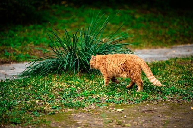 四川单招有必要找机构吗